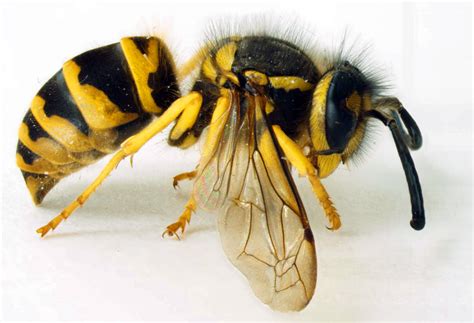  Yellowjacket! Khám phá loài côn trùng nhỏ bé nhưng hung dữ này!