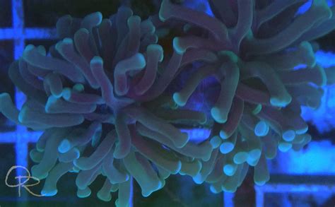  Hammer Coral - Unveiling the Striking Beauty of a Stationary Hunter with Tentacles Reaching Out Like Tiny Hammers!