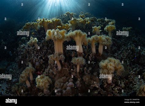  Sarcophyton: A Soft Coral That Thrives in Shallow Reefs While Displaying Exquisite, Fan-Like Structures!