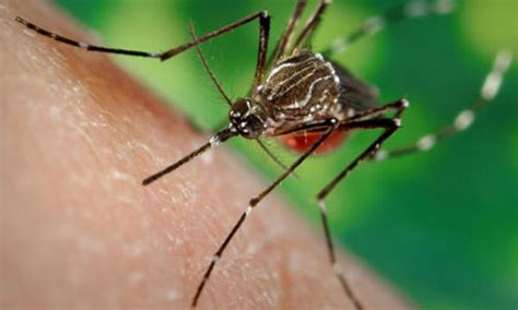  Yellow Fever Mosquito: A Tiny Creature With a Massive Impact on Human Health! 